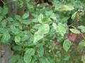 Powdery Mildew Rose_2 